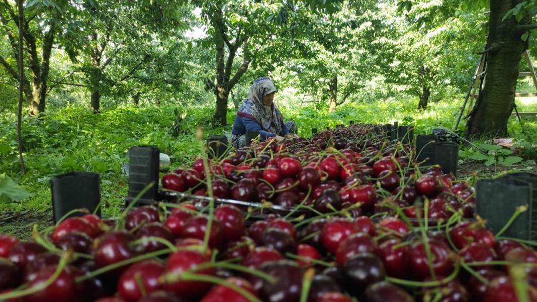 Ünlü Napolyon kirazı hasadı için geri sayım 1