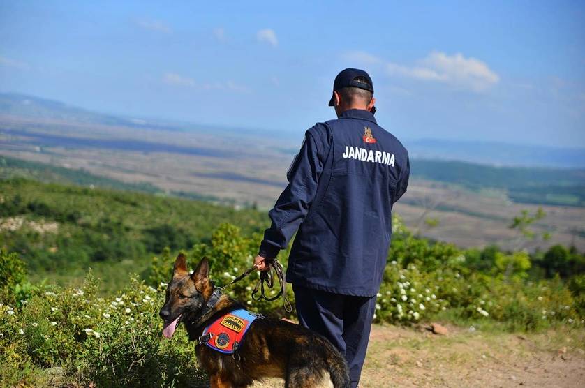 Korhan Berzeg'i sırtlanlar mı öldürdü? Türkiye'de sırtlan üreme alanı varmış 14