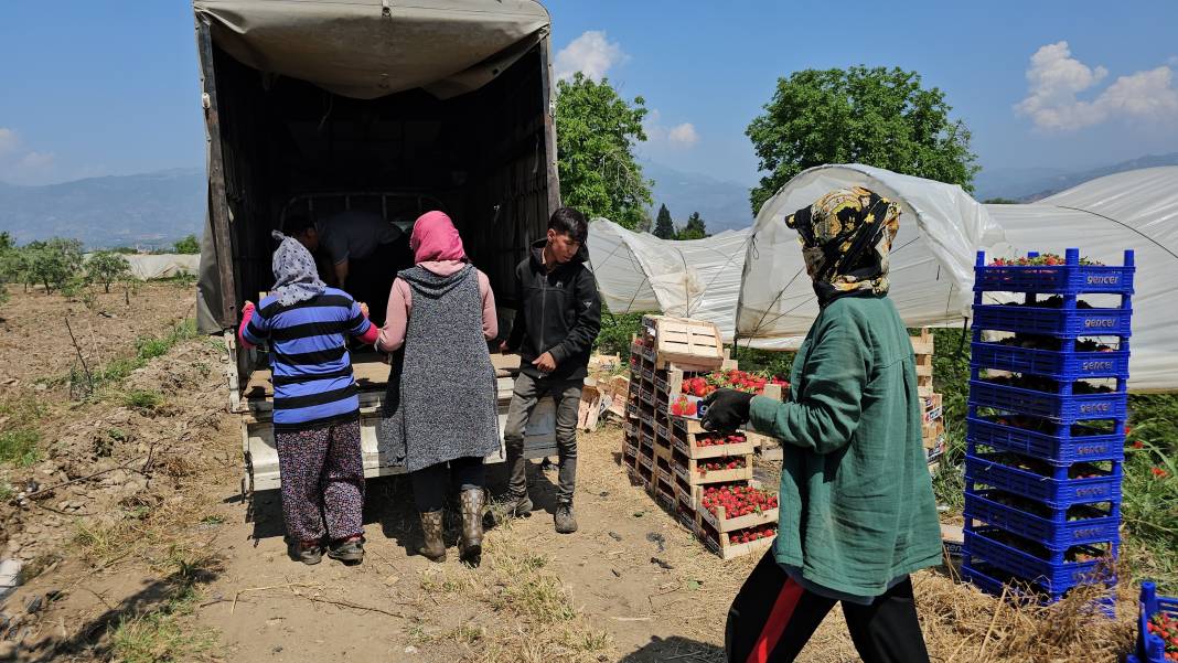 İşçi bayramını meydanda değil, tarlada kutladılar 5