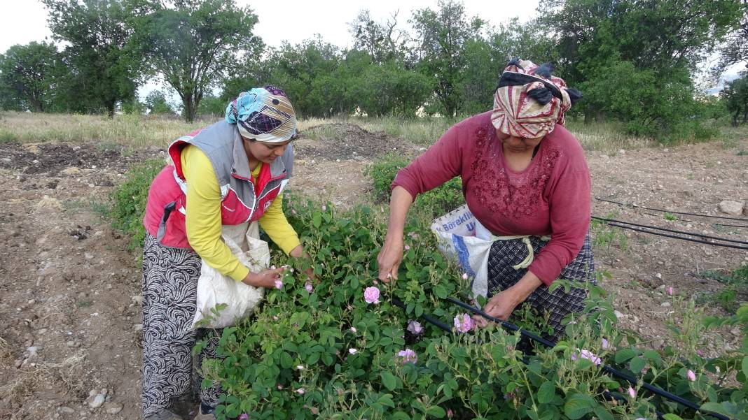 Isparta’da hasadı bu yıl erken başladı! Mis kokusu her yeri sardı 1