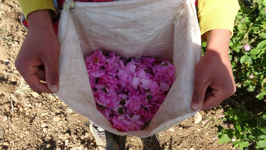 Isparta’da hasadı bu yıl erken başladı! Mis kokusu her yeri sardı 2