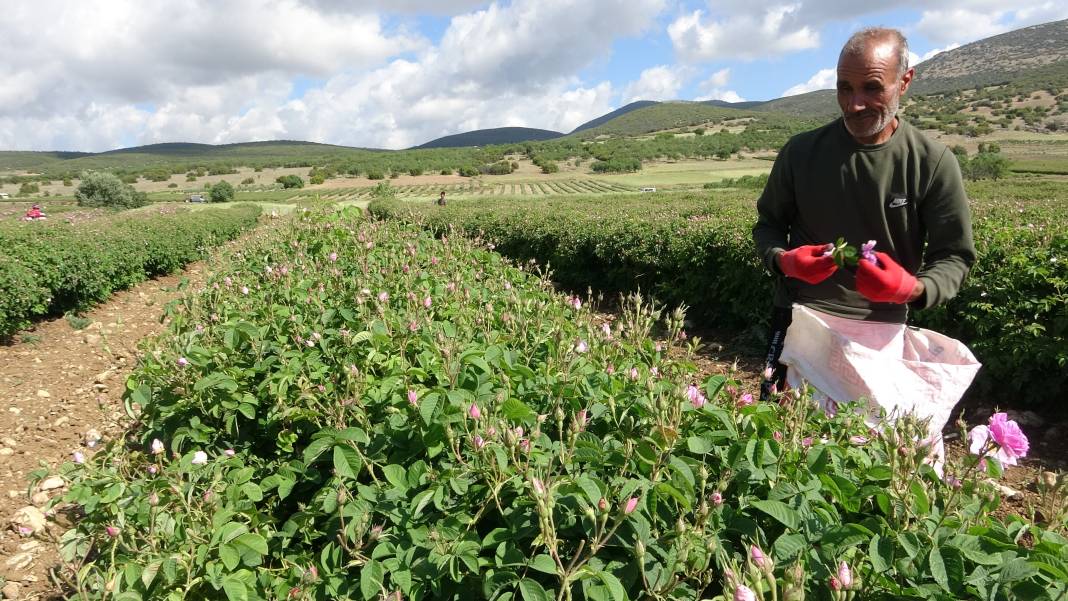 Isparta’da hasadı bu yıl erken başladı! Mis kokusu her yeri sardı 7