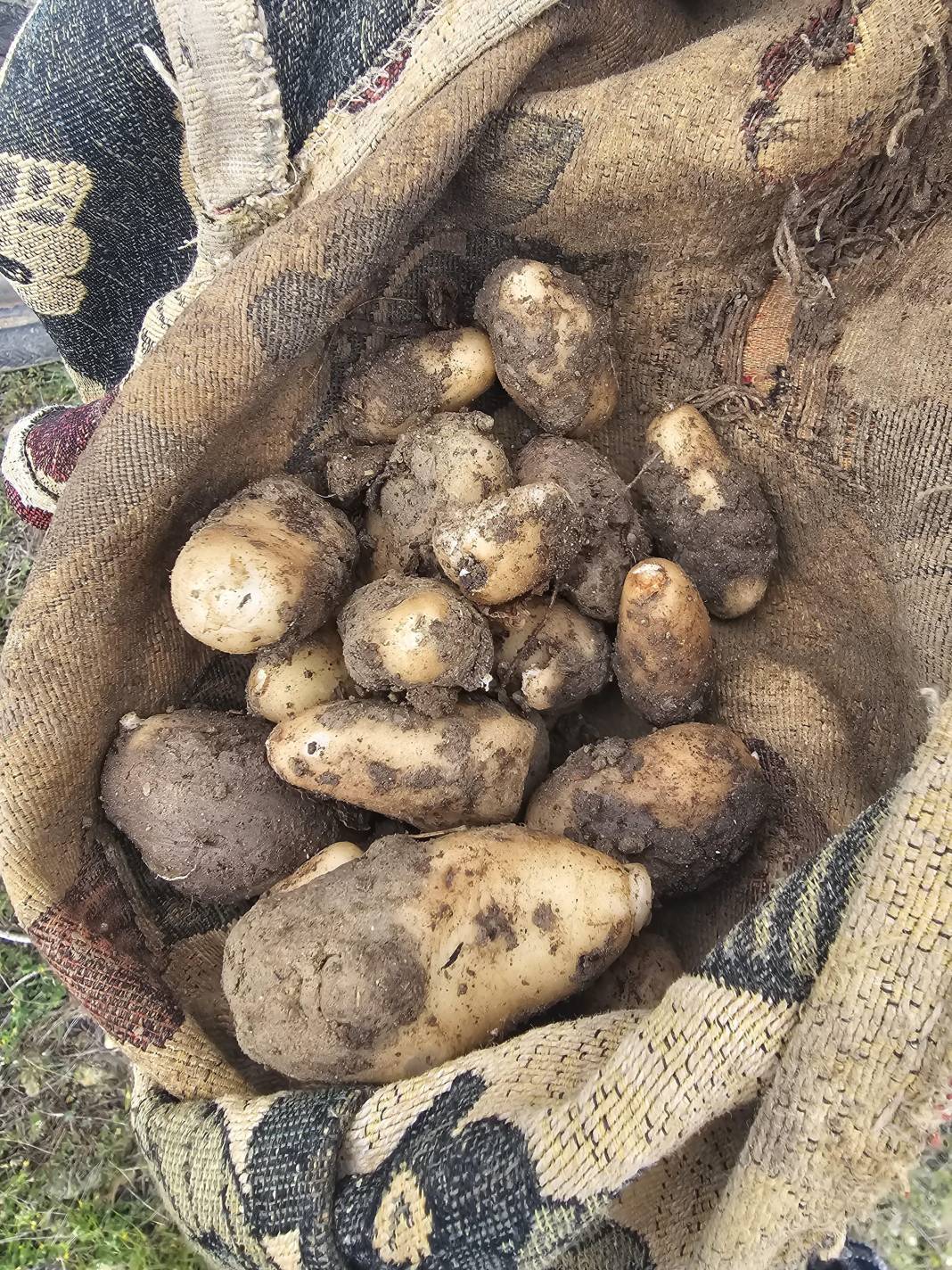 Biyolojik kaçakçılara rekor ceza: Yasak olmasına rağmen topladılar 1