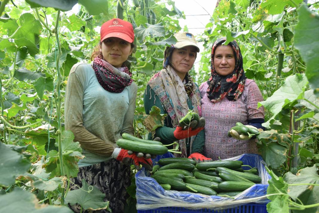 Kilosu 10 TL'den gidiyor. Kadın çiftçi kızıyla birlikte üretimini yapıyor 1