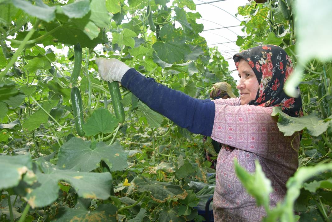 Kilosu 10 TL'den gidiyor. Kadın çiftçi kızıyla birlikte üretimini yapıyor 4