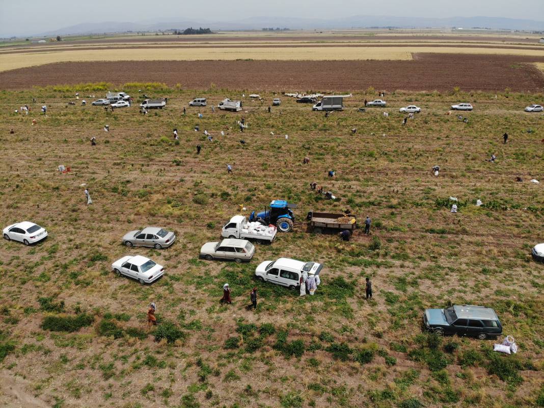 Soğanları satamayınca tarlayı vatandaşa açtı. Akın akın tarlaya geldiler 3