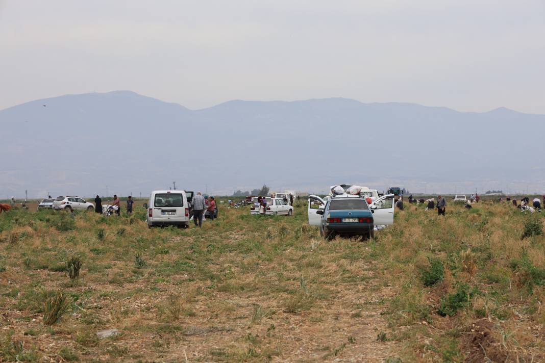 Soğanları satamayınca tarlayı vatandaşa açtı. Akın akın tarlaya geldiler 8