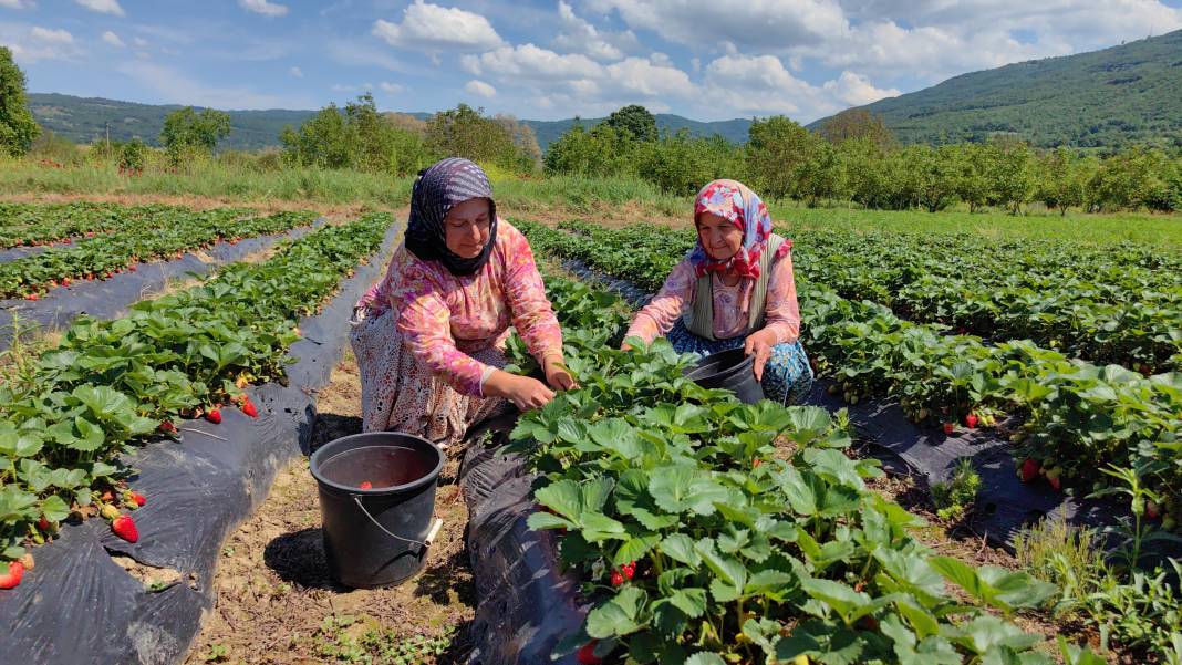 'Kırmızı elmas' diye biliniyor kilosu 40 TL'ye gidiyor. Türkiye’nin dört bir yanından talep ediliyor 1