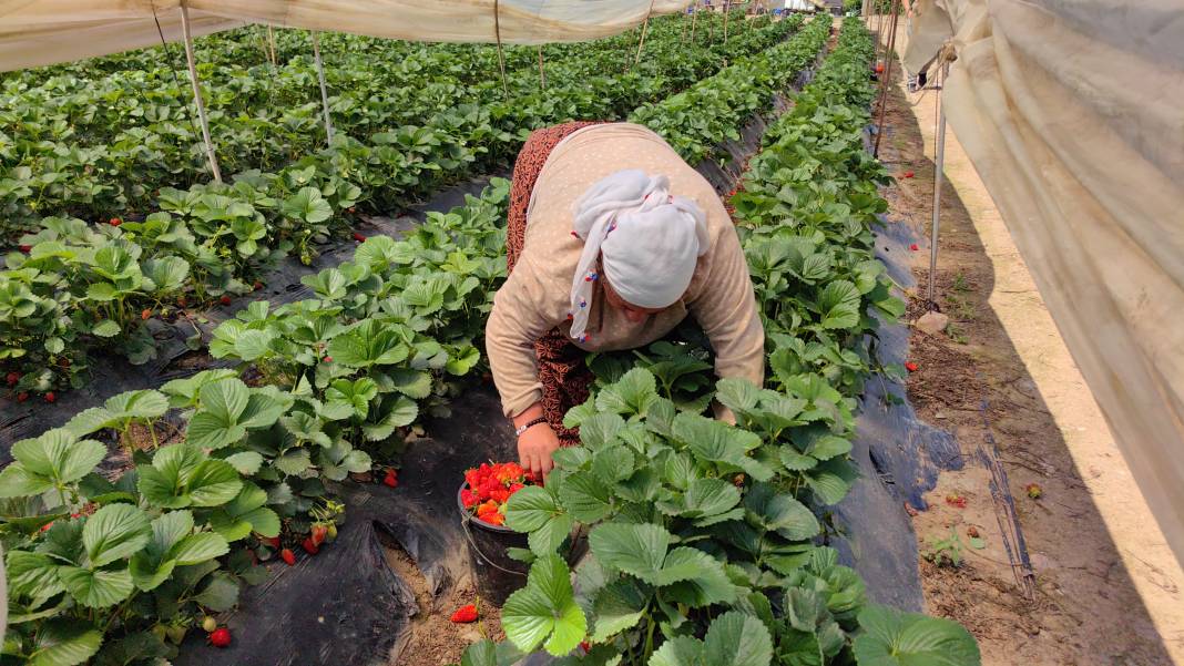 'Kırmızı elmas' diye biliniyor kilosu 40 TL'ye gidiyor. Türkiye’nin dört bir yanından talep ediliyor 2