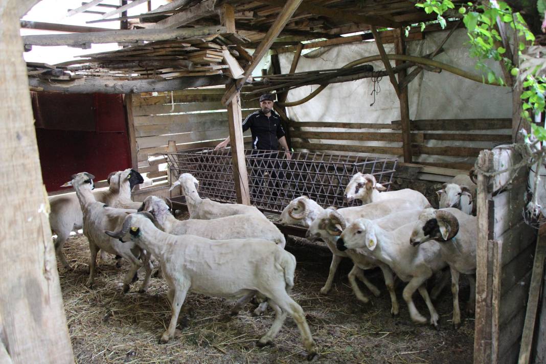 Köpekler kaçırdı azgın kurtlar parçaladı. Köylünün hayali yıkıldı 4