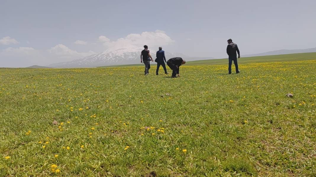 Sütey Yaylası sarıya boyandı 4