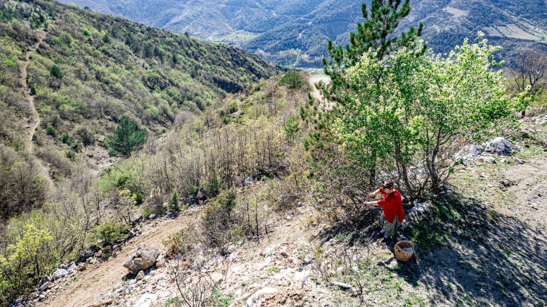 Her yerde kahve olarak tüketilirken o konservesini yapıyor. Birçok hastalığa iyi geliyor 2