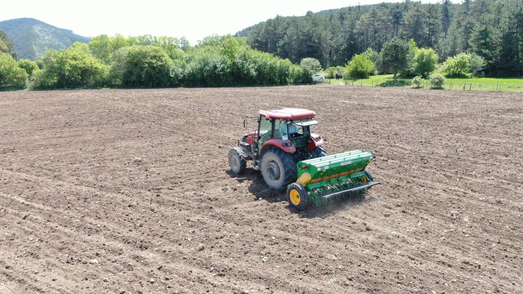 Denemek için ektiler, taleplere yetişemiyorlar! Yaklaşık 1 metreye kadar uzuyor 5