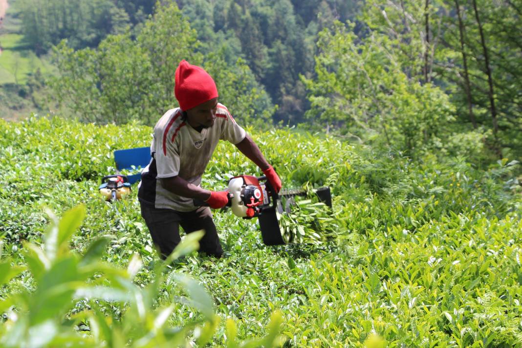 Senegalli işçiler çay hasadında: Yevmiyeyi duyan geldi 17
