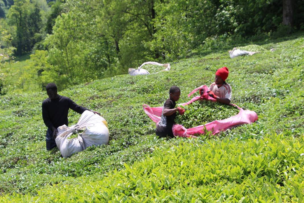 Senegalli işçiler çay hasadında: Yevmiyeyi duyan geldi 16