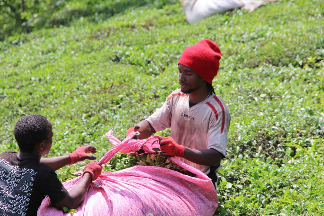 Senegalli işçiler çay hasadında: Yevmiyeyi duyan geldi 19