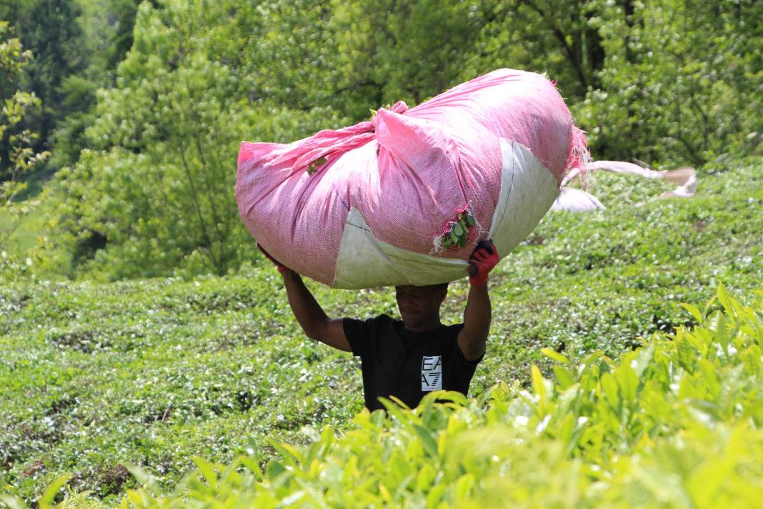 Senegalli işçiler çay hasadında: Yevmiyeyi duyan geldi 20