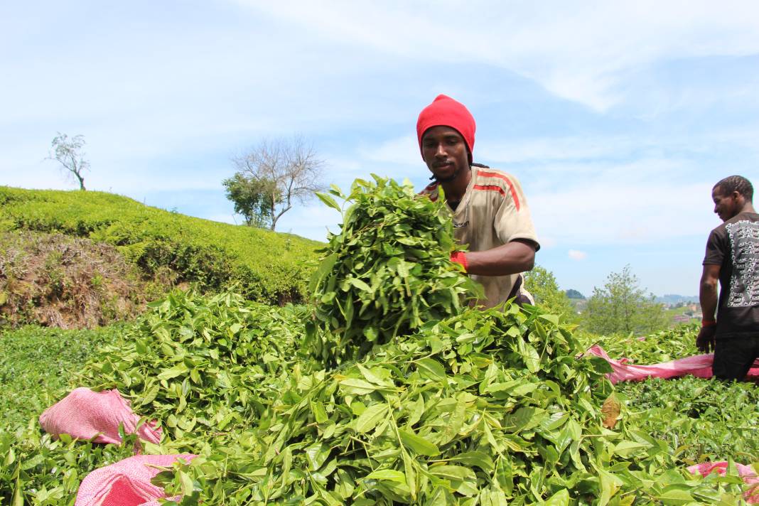 Senegalli işçiler çay hasadında: Yevmiyeyi duyan geldi 18
