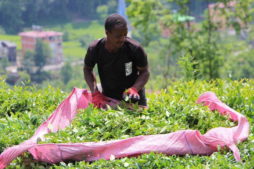 Senegalli işçiler çay hasadında: Yevmiyeyi duyan geldi 13