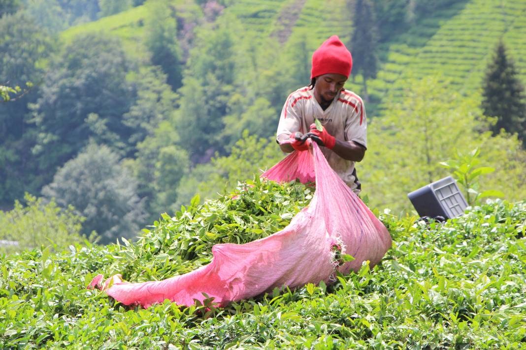 Senegalli işçiler çay hasadında: Yevmiyeyi duyan geldi 11
