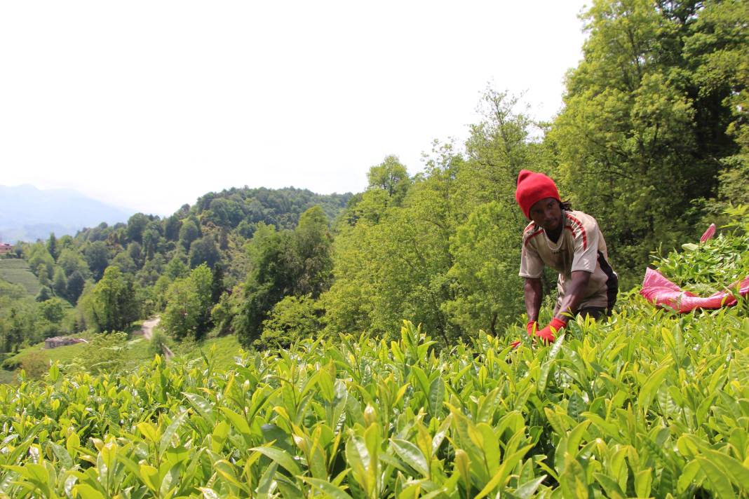 Senegalli işçiler çay hasadında: Yevmiyeyi duyan geldi 12