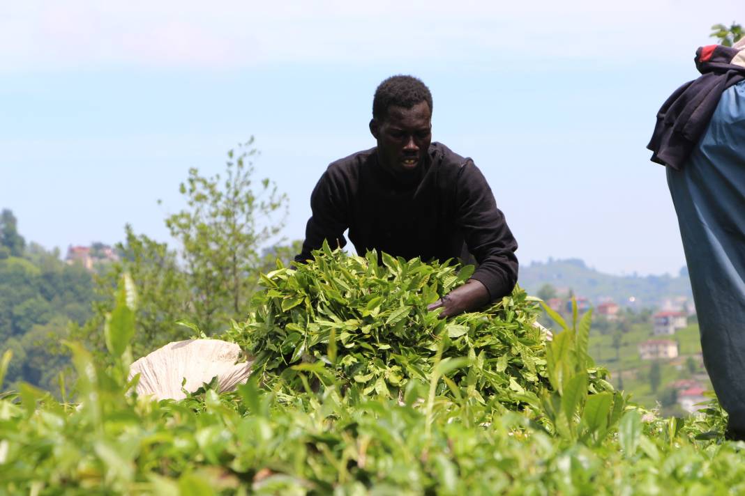 Senegalli işçiler çay hasadında: Yevmiyeyi duyan geldi 15