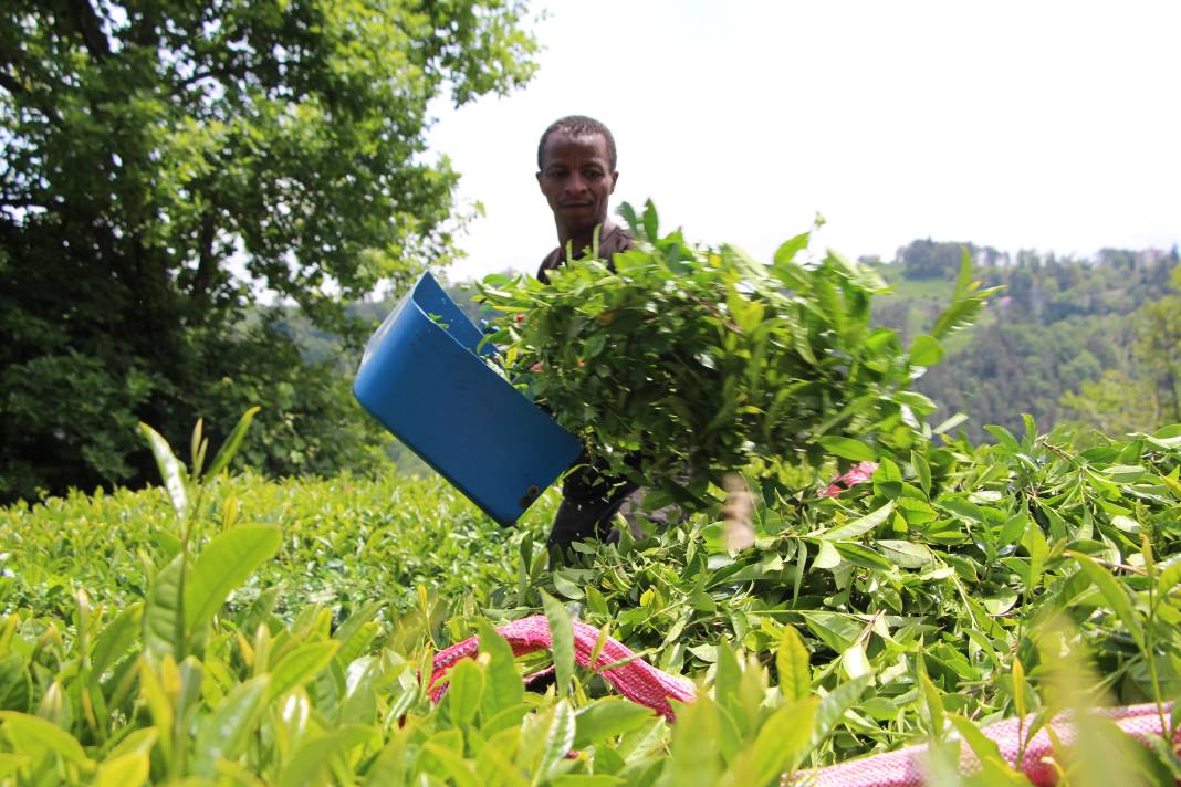 Senegalli işçiler çay hasadında: Yevmiyeyi duyan geldi 10
