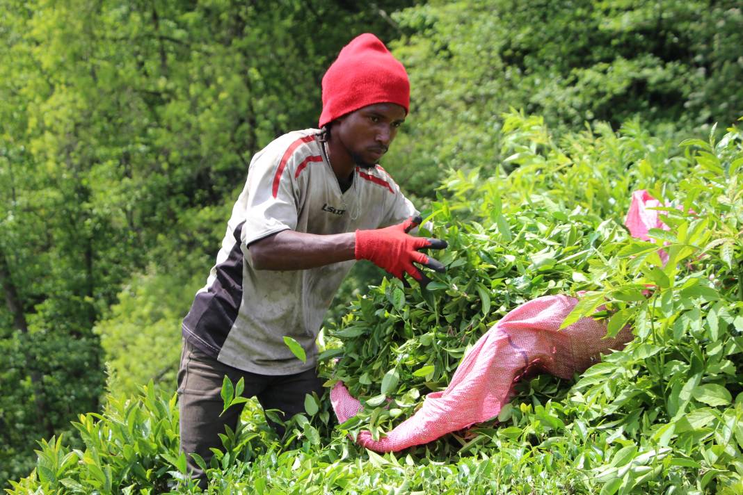 Senegalli işçiler çay hasadında: Yevmiyeyi duyan geldi 8