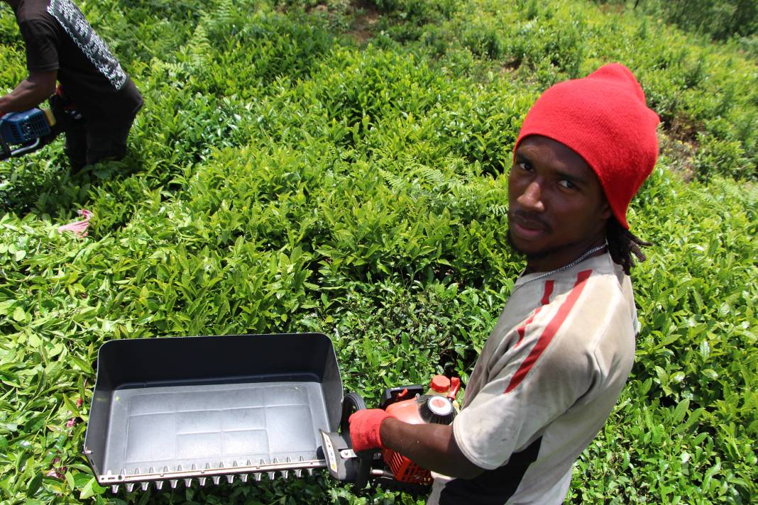 Senegalli işçiler çay hasadında: Yevmiyeyi duyan geldi 7