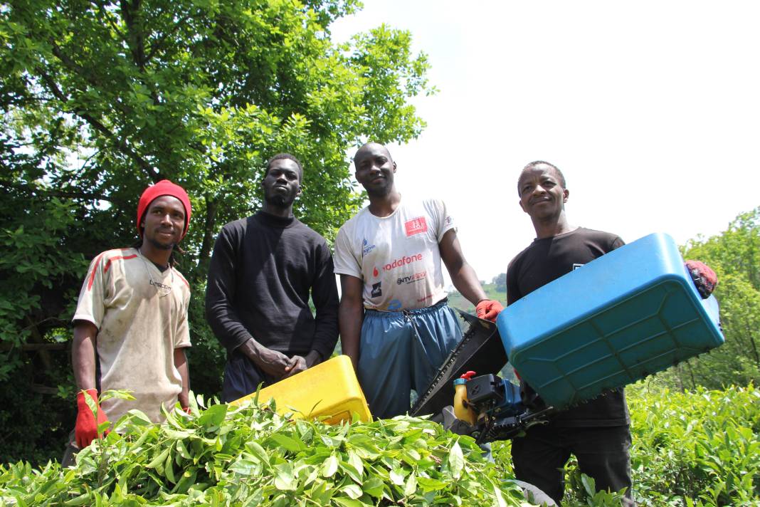 Senegalli işçiler çay hasadında: Yevmiyeyi duyan geldi 9