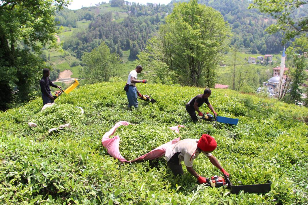 Senegalli işçiler çay hasadında: Yevmiyeyi duyan geldi 5