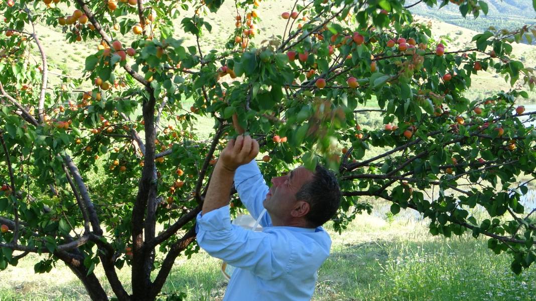 Erkenci meyvede hasat zamanı! Tam 16 çeşit... 2