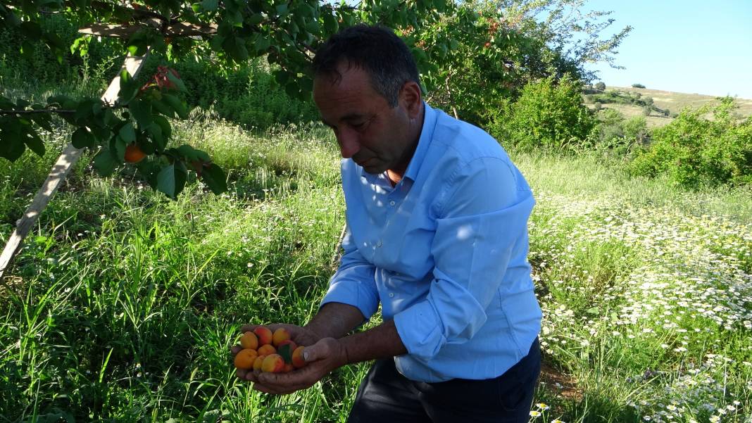 Erkenci meyvede hasat zamanı! Tam 16 çeşit... 3