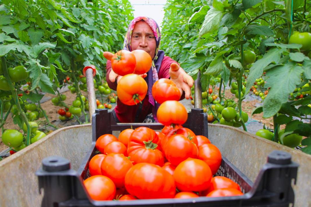 Kilosu serada 20 TL'den gidiyor! Ürünler kızarınca satışa sunuldu 2