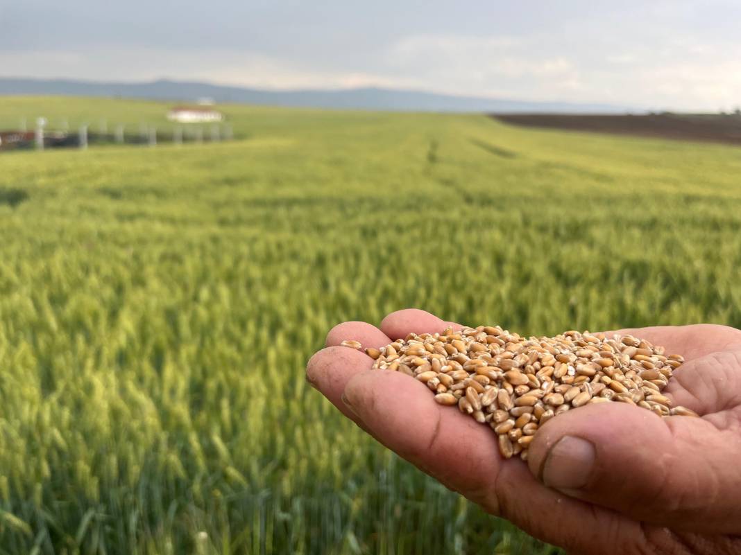 Çiftçinin 1 kilogram buğdayı 1 ekmek etmiyor 5