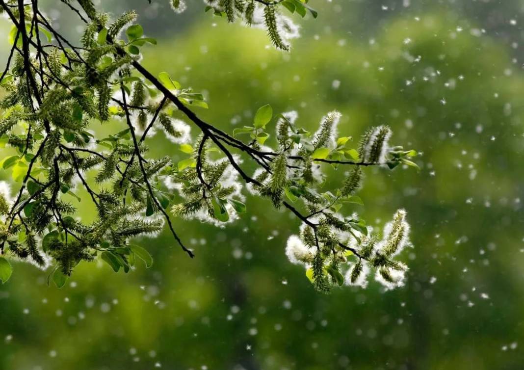 Mevsimi geldi çattı. Polen alerjisi olanlara uzmanından kritik öneriler 5