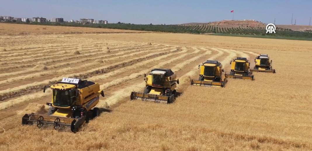 Ceylanpınar'da 229 biçerdöverle hasat başladı 10