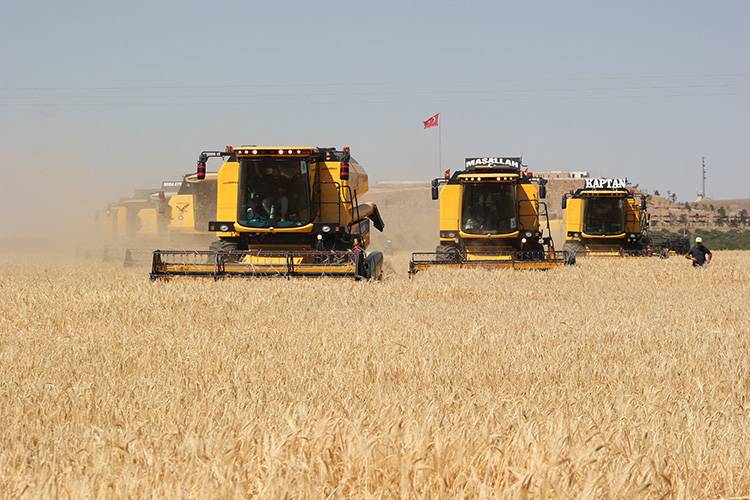 Ceylanpınar'da 229 biçerdöverle hasat başladı 7