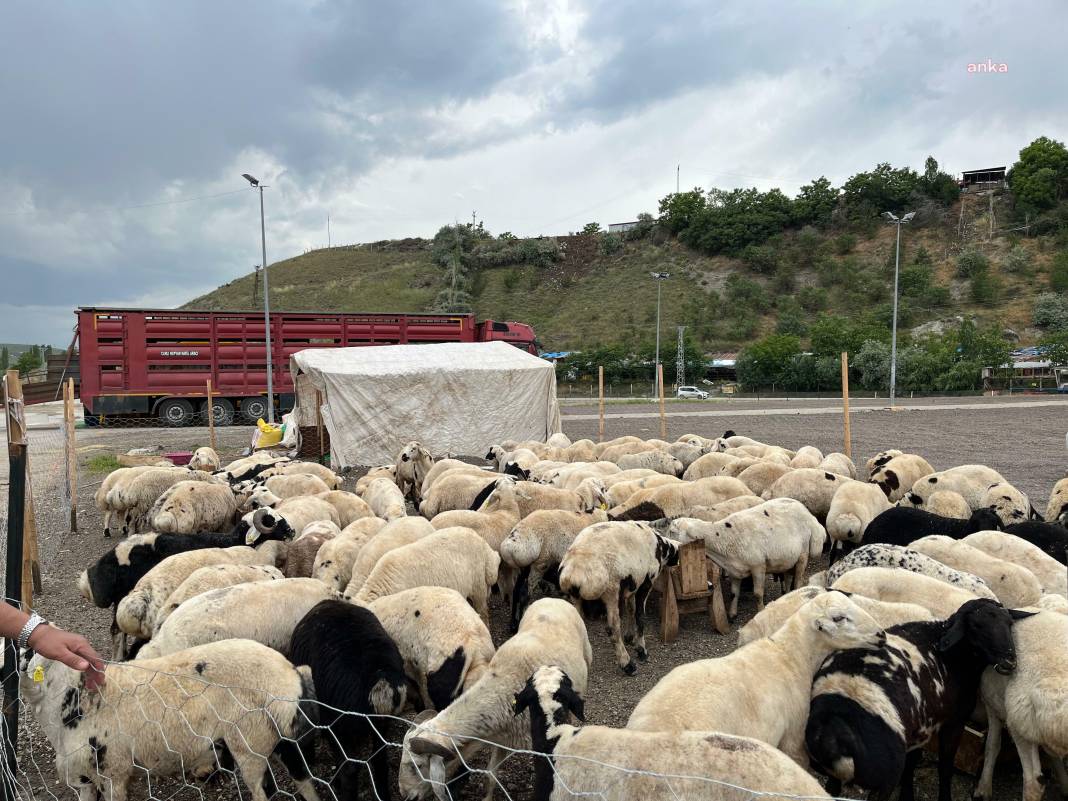 Kurban fiyatlarına yüzde 300'e varan zam. Emekli bu bayramda et için komşu yolu gözleyecek 1