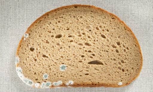 Bitki özlerinden ekmekte küflenmeyi geciktirecek katkı maddesi ürettiler 7