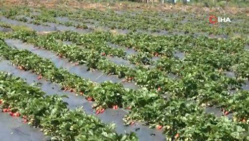 Pazardaki fiyatını görünce eşi tavsiye etti. Daha fazla kazanç için yola çıktı 1