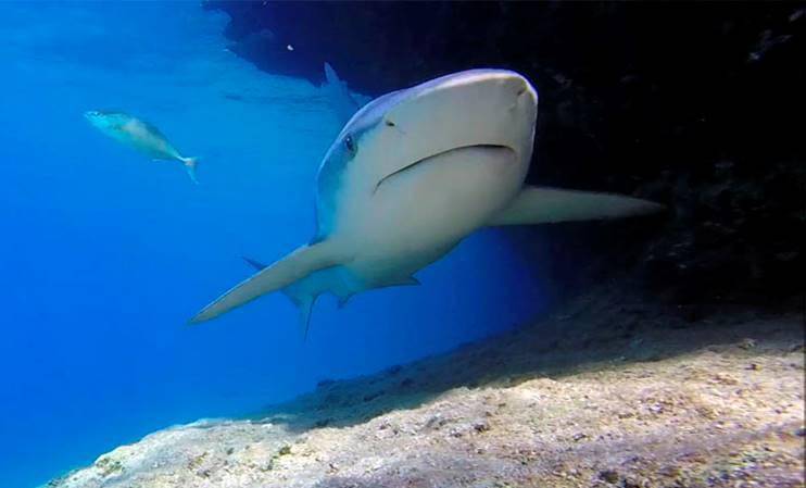 Türkiye’de yaşayan köpekbalığı var mı? 38 tür hangi sahillerde 9
