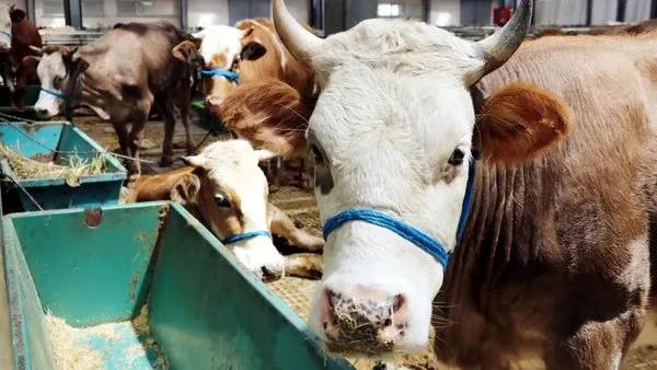 Kurban nasıl kesilir? Kurban keserken nelere dikkat etmeli? 10