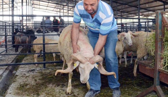 Kurban nasıl kesilir? Kurban keserken nelere dikkat etmeli? 1