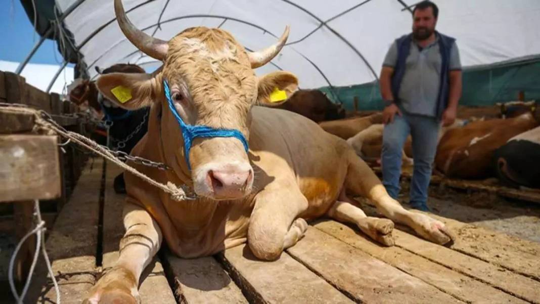 Kurban vekaleti nasıl verilir ve nasıl alınır? Ücreti belli oldu 1