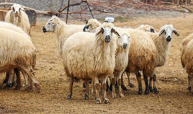 Enflasyon cortladı maliyetler patladı kurban fiyatları fırladı 5