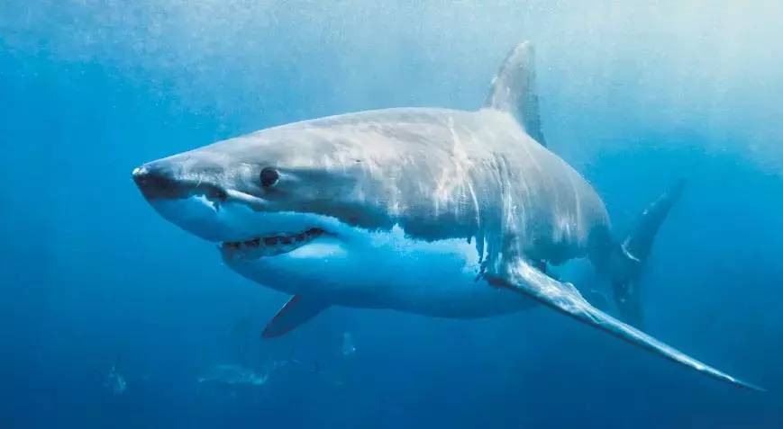 Türkiye’de yaşayan köpekbalığı var mı? 38 tür hangi sahillerde 1