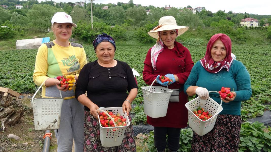 Ek gelir olarak başlandı: Yıllık bin 400 ton rekolte bekleniyor 1