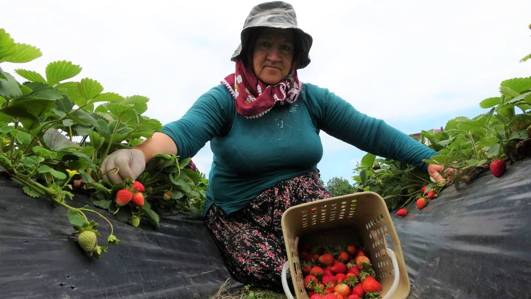 Ek gelir olarak başlandı: Yıllık bin 400 ton rekolte bekleniyor 3