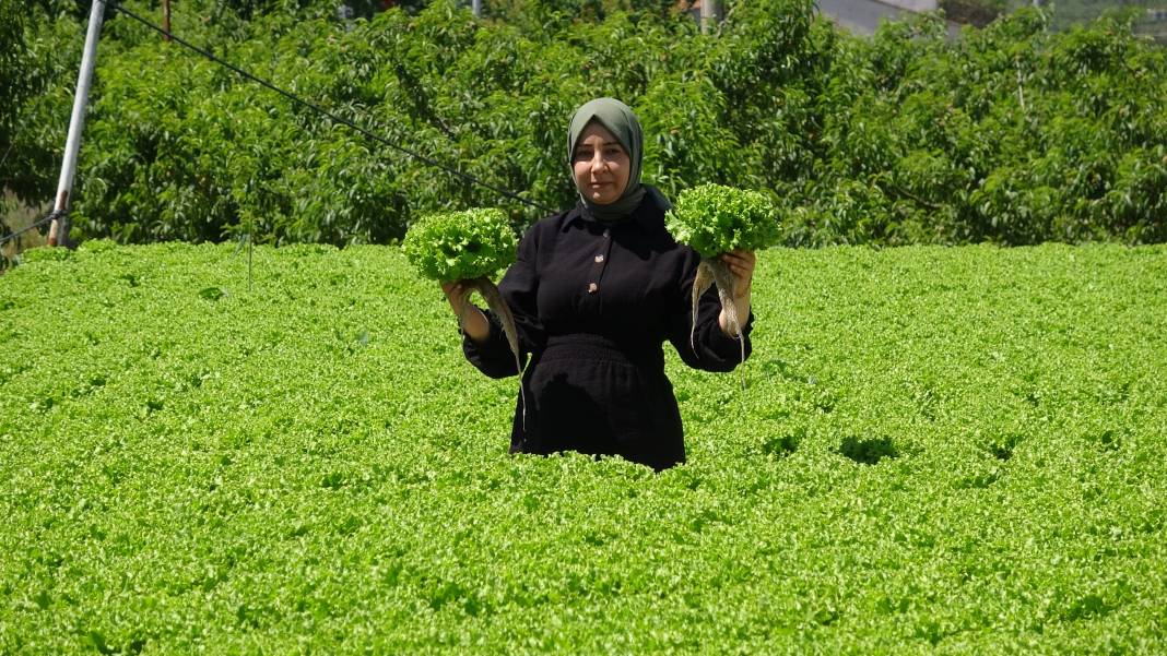 Topraksız tarımla mucizeler yaratıyor! Üretici bu yöntemle başardı... 6